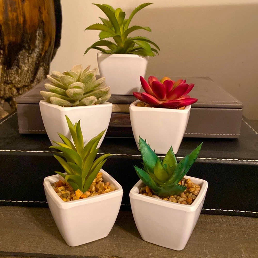 Faux Succulents - Set of 5 🪴